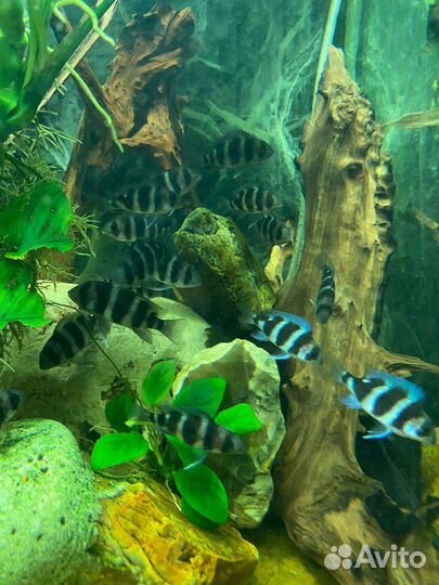 Фронтоза Бурунди