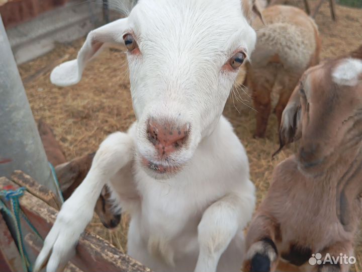 Продам козочек