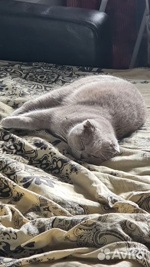 Передержка животных