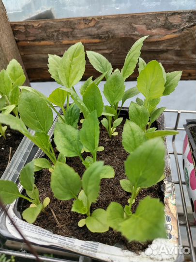 Рассада бархатцы, астры