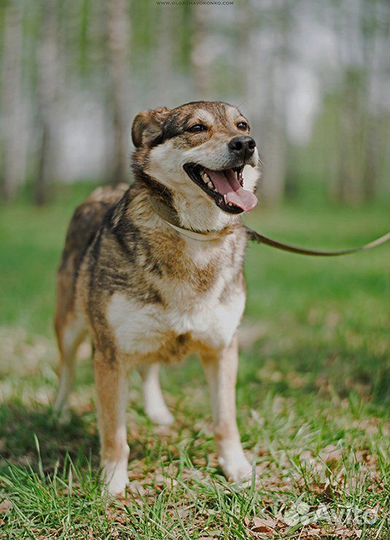 Лада грустит в приюте
