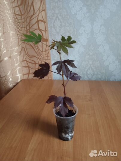 Гибискус китайская роза