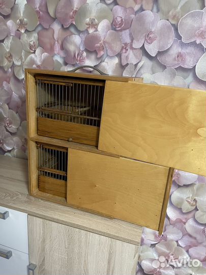 Канарейки овсяночного напева