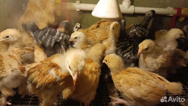 Молодки, семьи кур