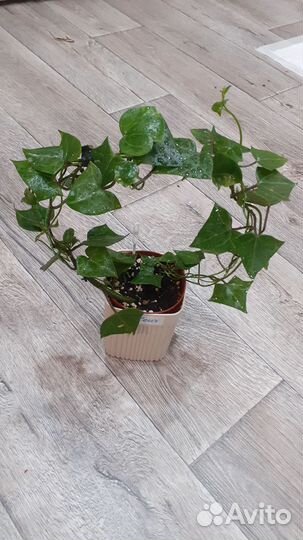 Крестовник крупноязычковый