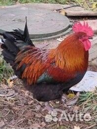 Петух Маран