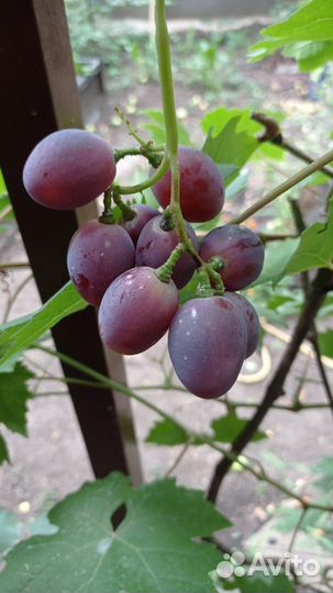 Виноград Эверест саженцы