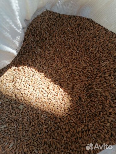 Дробленка,ячмень,пшеница,овес,кукуруза