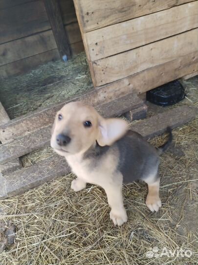 Щенки русской гончей