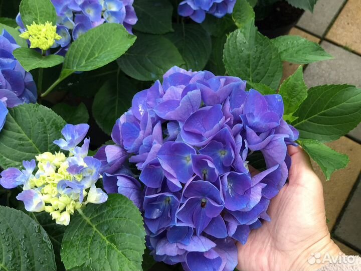 Гортензия крупнолистная