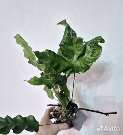 Папоротник Полиподиум Трилобум вариегатный