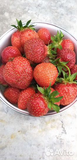 Рассада клубники