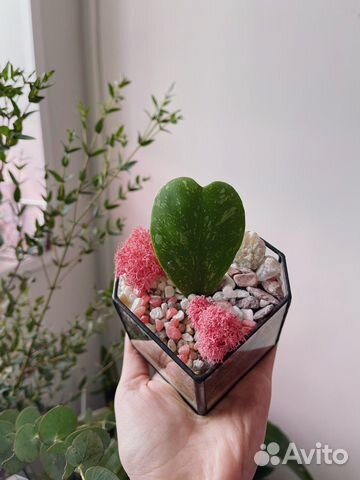Флорариум сердце с хойей