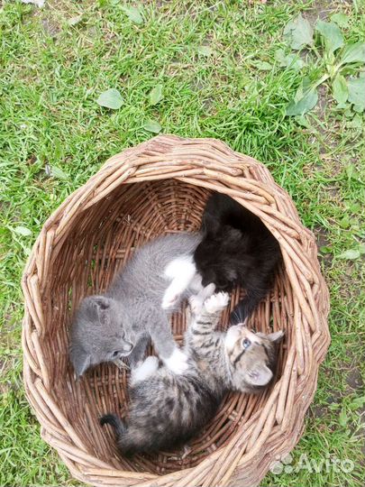 Котята в добрые руки