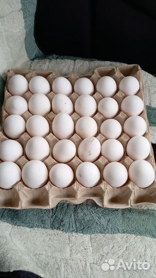 Домашние диетические куриные яйца