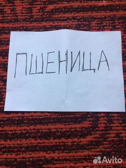 Зерно пшеница