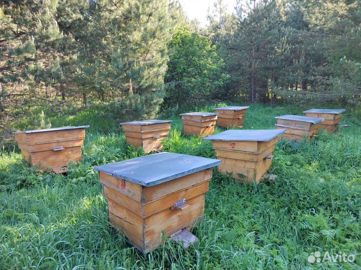 Продам ульи для пчел