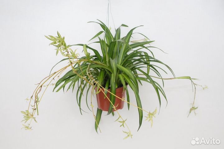 Хлорофитум