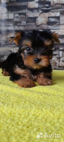 Мальчишка мини