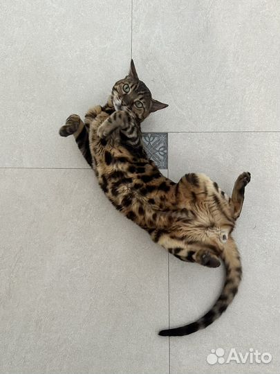 Бенгальский кот в добрые руки