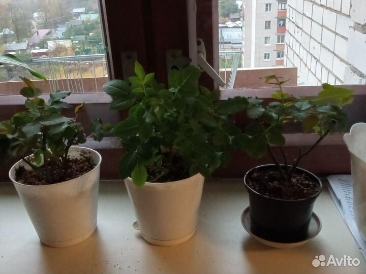 Роза. Комнатная