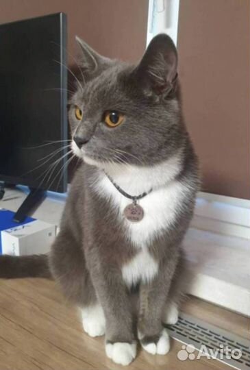 Адресник для питомца