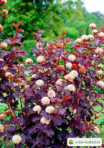 Пкузыреплодник (саженцы с зкс 3 года)