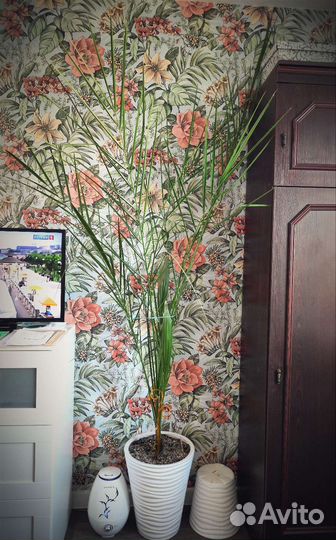 Финиковая пальма в горшке