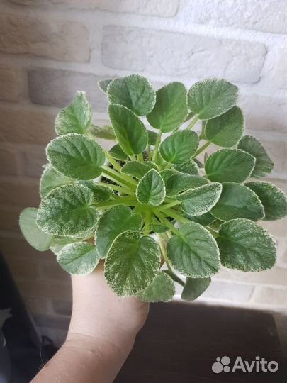 Фиалки-трейлеры, взрослые, свежий срез