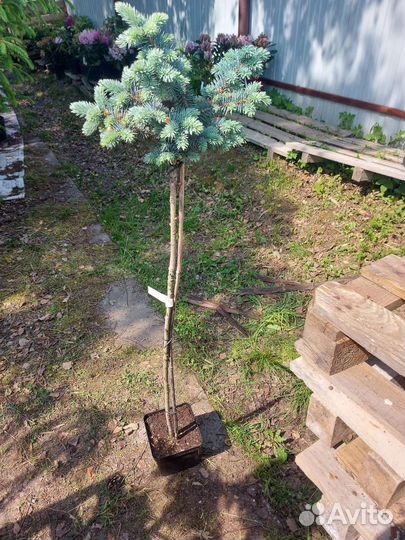 Ель колючая Глаука Глобоза на штамбе100-120см