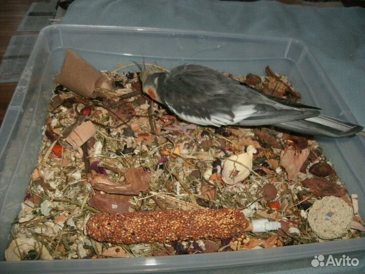 Кормушка. Копошилка