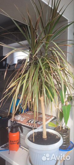 Драцена, фикус Бенджамина