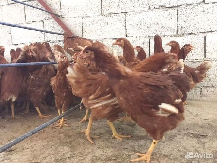 Куры несушки