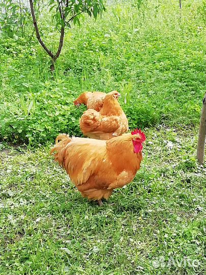 Цыплята Брама, Орпингтон