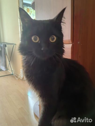 Метис Мейнкуна