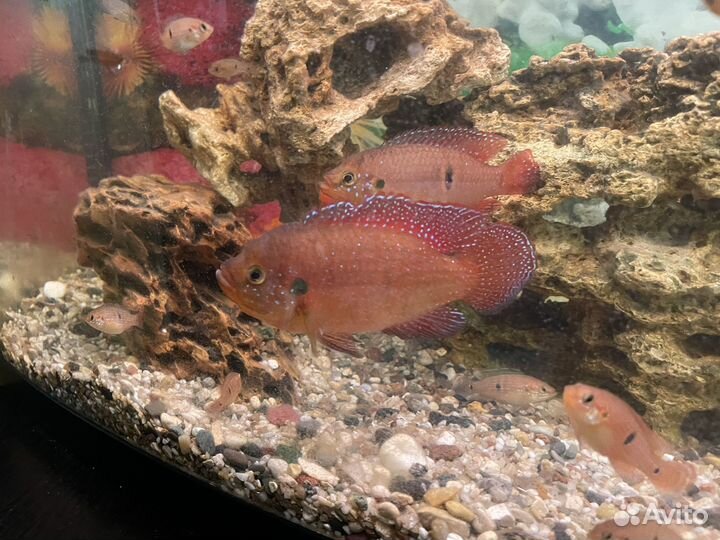 Рыбка хромис красавец