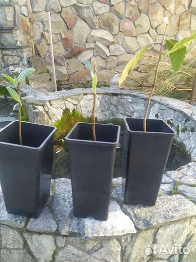 Мушмула японская