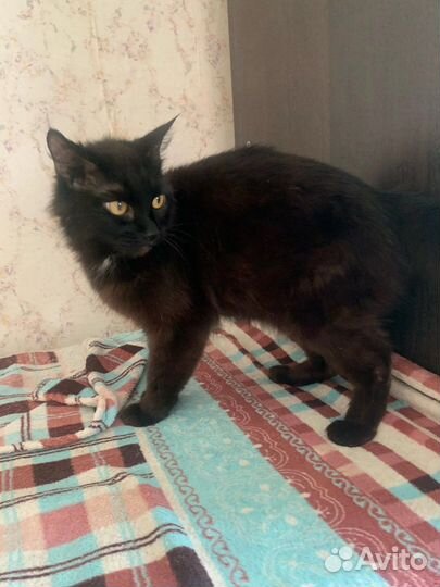 Кошечка изет дом