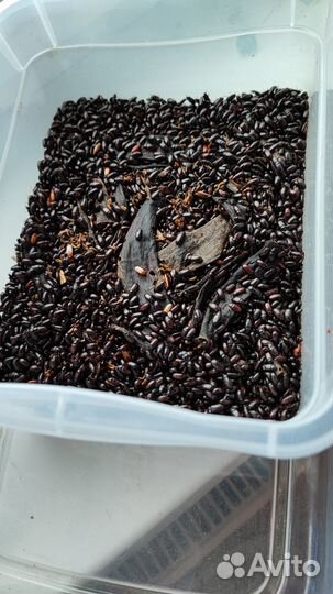 Жук знахарь, личинки жука знахаря