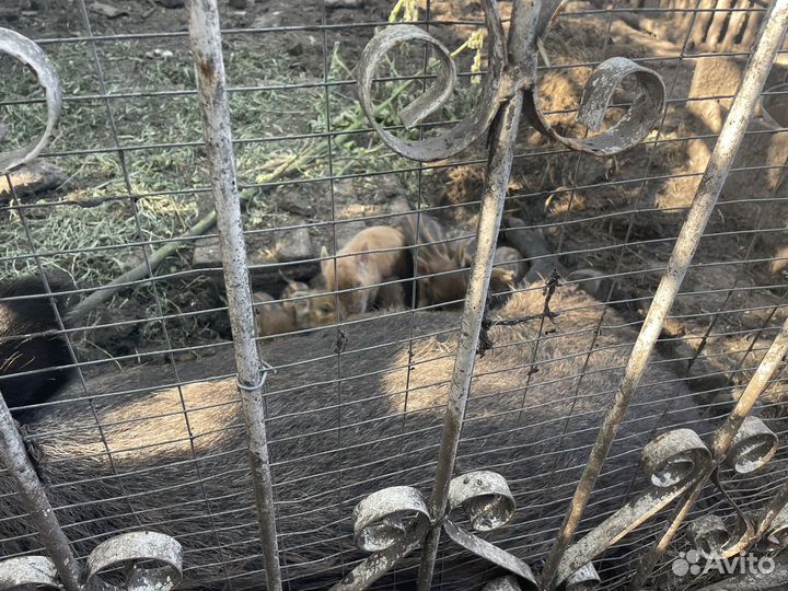 Дикий кабан