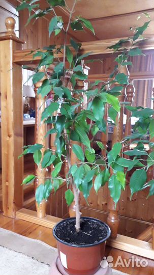 Фикус Бенджамин