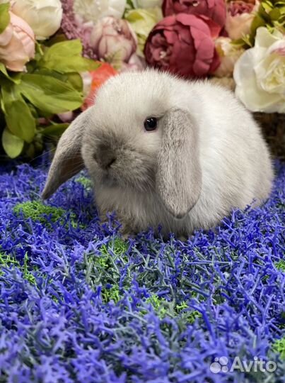 Кролик минилоп