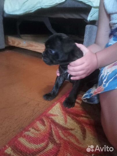 Французский бульдог