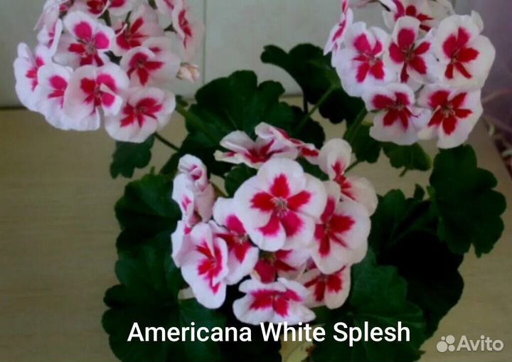 Пеларгония зональная