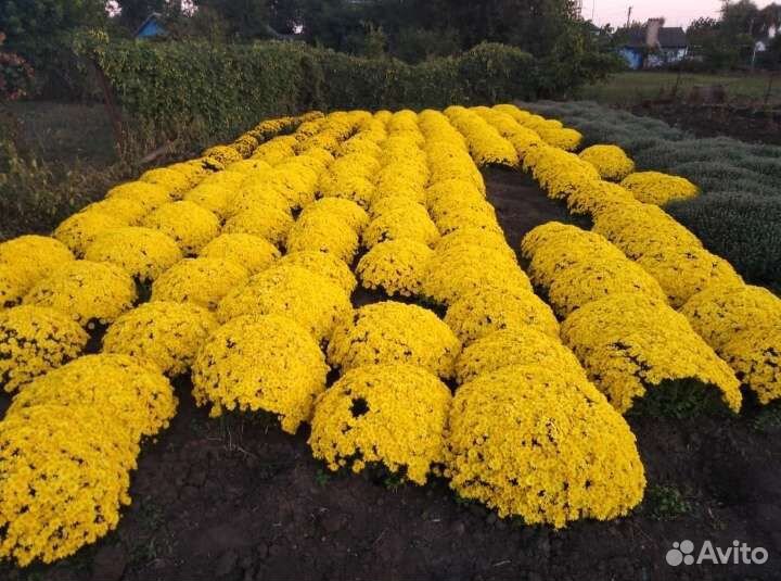 Хризантема шаровидная,мультифлора,саженцы