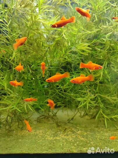 Аквариумные рыбки