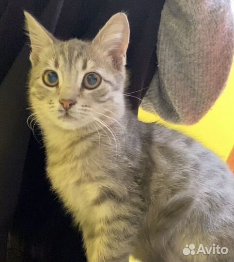 Кошечка в добрые руки