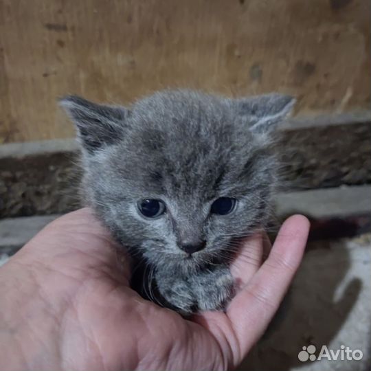 Котята