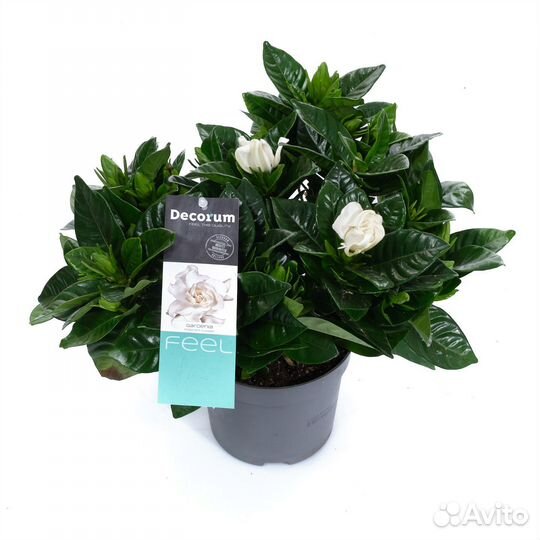 Цветущие растения на заказ