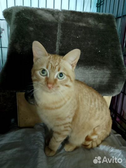 Котики бесплатно